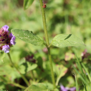 Photographie n°2568950 du taxon Prunella vulgaris L. [1753]