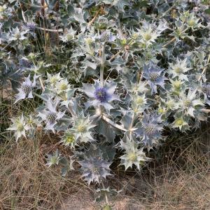 Photographie n°2568976 du taxon Eryngium maritimum L.