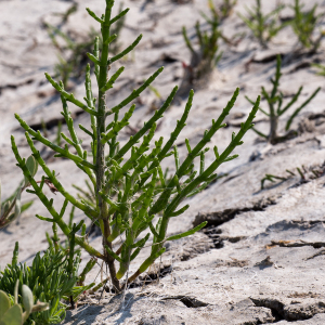 Photographie n°2568980 du taxon Salicornia europaea L.