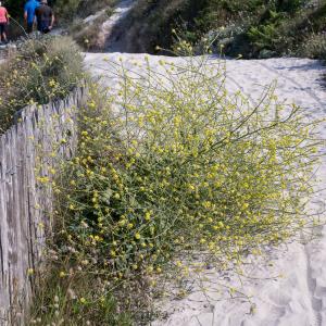 Photographie n°2568992 du taxon Sisymbrium officinale (L.) Scop.