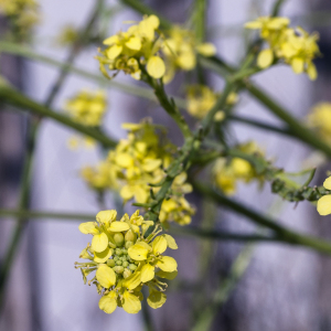 Photographie n°2568993 du taxon Sisymbrium officinale (L.) Scop.