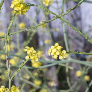 Photographie n°2568994 du taxon Sisymbrium officinale (L.) Scop.