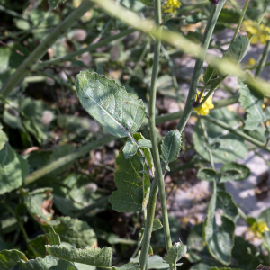 Photographie n°2568995 du taxon Sisymbrium officinale (L.) Scop.