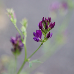 Photographie n°2569047 du taxon Medicago sativa subsp. sativa