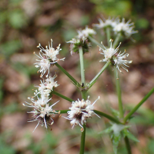 Photographie n°2569063 du taxon Sanicula europaea L.