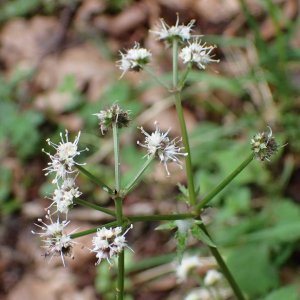 Photographie n°2569064 du taxon Sanicula europaea L.