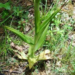 Photographie n°2569110 du taxon Himantoglossum hircinum (L.) Spreng. [1826]