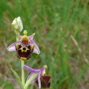  - Ophrys aegirtica P.Delforge [1996]