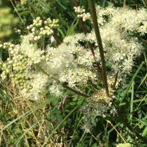  - Filipendula ulmaria (L.) Maxim. [1879]