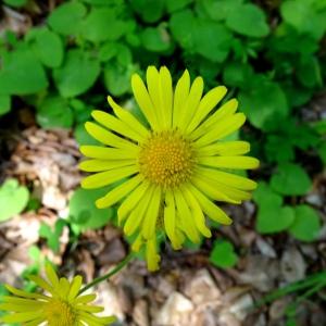 Photographie n°2569151 du taxon Doronicum pardalianches L. [1753]