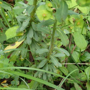 Photographie n°2569171 du taxon Euphorbia amygdaloides L.