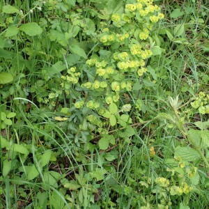 Photographie n°2569172 du taxon Euphorbia amygdaloides L.