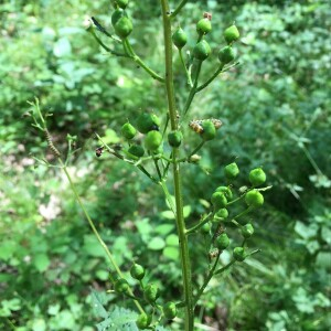 Photographie n°2569184 du taxon Scrophularia nodosa L. [1753]