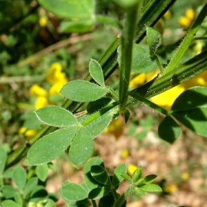 Photographie n°2569185 du taxon Cytisus scoparius (L.) Link [1822]