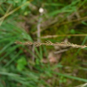  - Festuca ovina subsp. guestfalica (Boenn. ex Rchb.) K.Richt. [1890]