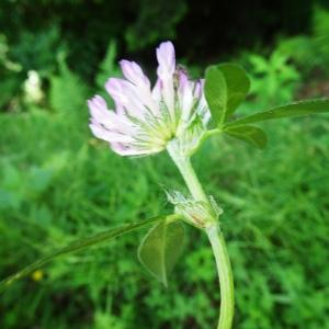 Photographie n°2569246 du taxon Trifolium pratense L. [1753]