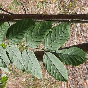  - Fraxinus excelsior var. simplicifolia (Willd.) Pers. [1807]
