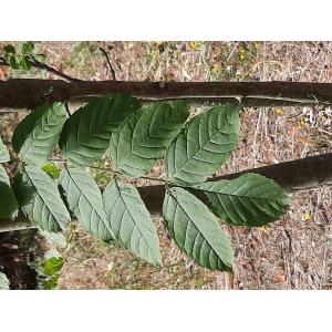 Fraxinus excelsior subsp. excelsior var. simplicifolia (Willd.) Pers.