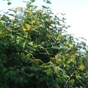 Photographie n°2569299 du taxon Viburnum lantana L. [1753]