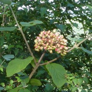 Photographie n°2569300 du taxon Viburnum lantana L. [1753]