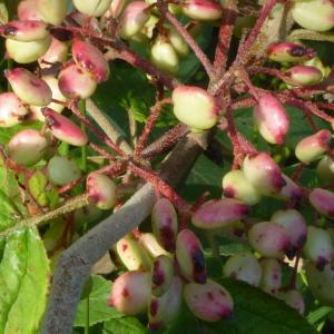 Photographie n°2569301 du taxon Viburnum lantana L. [1753]