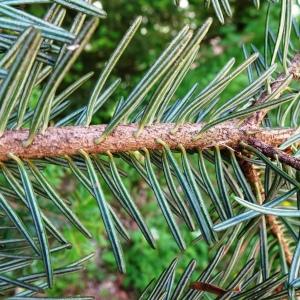 Photographie n°2569336 du taxon Abies alba Mill. [1768]