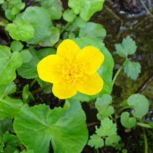 Photographie n°2569341 du taxon Caltha palustris L. [1753]