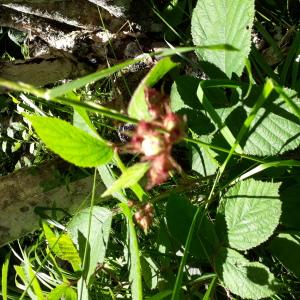 Photographie n°2569349 du taxon Rubus phoenicolasius Maxim.