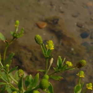 Photographie n°2569357 du taxon Ranunculus sceleratus subsp. sceleratus