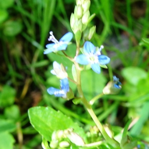 Photographie n°2569365 du taxon Veronica beccabunga L. [1753]