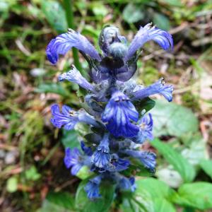 Photographie n°2569404 du taxon Ajuga reptans L. [1753]