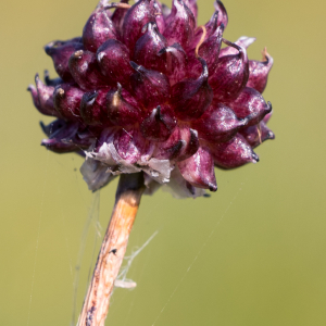 Photographie n°2569408 du taxon Allium L.