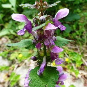 Photographie n°2569417 du taxon Lamium maculatum (L.) L. [1763]