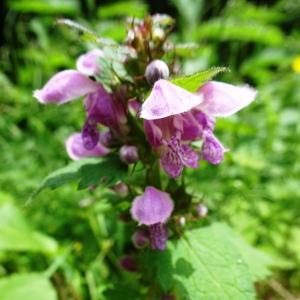 Photographie n°2569418 du taxon Lamium maculatum (L.) L. [1763]