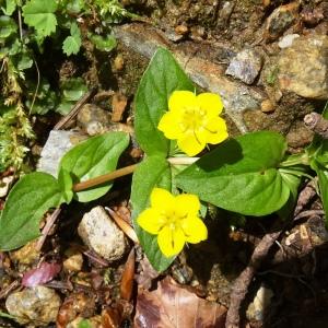 Photographie n°2569426 du taxon Lysimachia nemorum L. [1753]