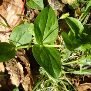 Photographie n°2569427 du taxon Lysimachia nemorum L. [1753]