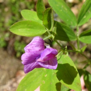 Photographie n°2569452 du taxon Lathyrus linifolius (Reichard) Bässler [1971]