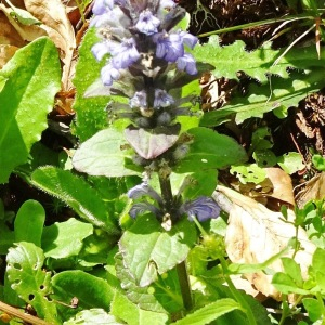 Photographie n°2569455 du taxon Ajuga reptans L. [1753]