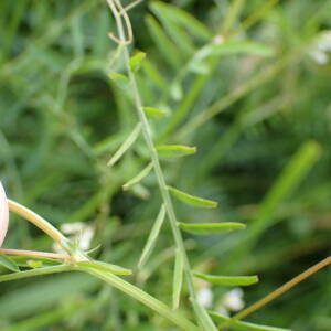 Photographie n°2569489 du taxon Ervilia hirsuta (L.) Opiz