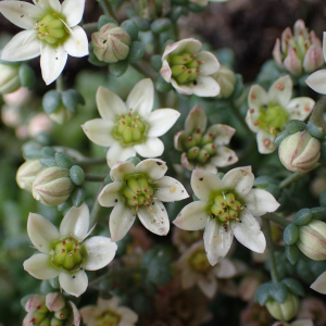 Photographie n°2569493 du taxon Sedum dasyphyllum L.