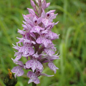 Photographie n°2569505 du taxon Dactylorhiza fuchsii (Druce) Soó