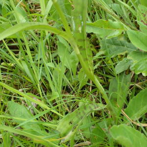 Photographie n°2569506 du taxon Dactylorhiza fuchsii (Druce) Soó