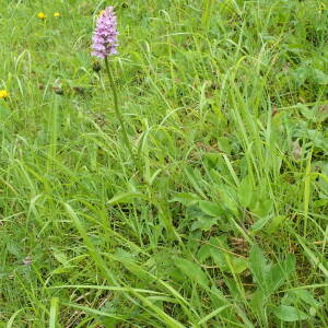 Photographie n°2569507 du taxon Dactylorhiza fuchsii (Druce) Soó