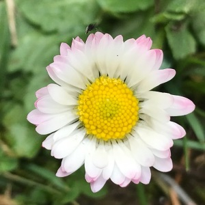 Photographie n°2569542 du taxon Bellis perennis L. [1753]