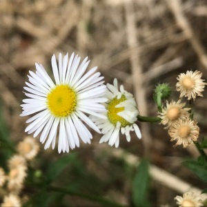 Photographie n°2569548 du taxon Erigeron annuus (L.) Desf. [1804]