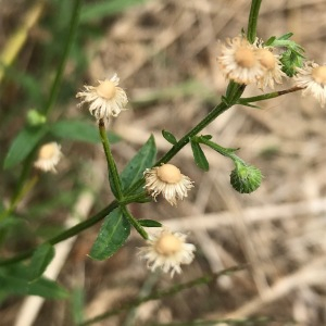 Photographie n°2569549 du taxon Erigeron annuus (L.) Desf. [1804]