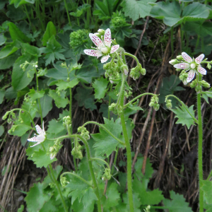 Photographie n°2569562 du taxon Saxifraga rotundifolia subsp. rotundifolia 