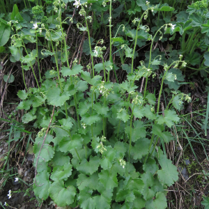  - Saxifraga rotundifolia subsp. rotundifolia 
