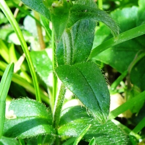 Photographie n°2569570 du taxon Cerastium fontanum Baumg. [1816]