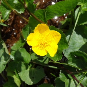 Photographie n°2569589 du taxon Caltha palustris L. [1753]